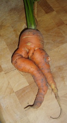 Rude carrot