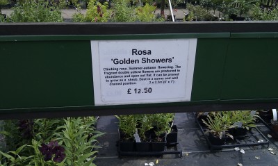 Rose - Golden Shower
