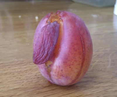 Nice plums
