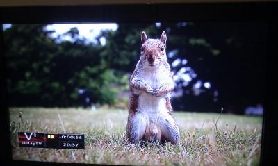 A squirrel with massive testicles