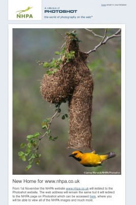 Weaver bird nest shaped like a penis