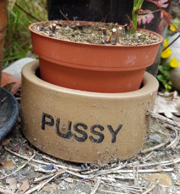 A cat bowl with pussy written on it