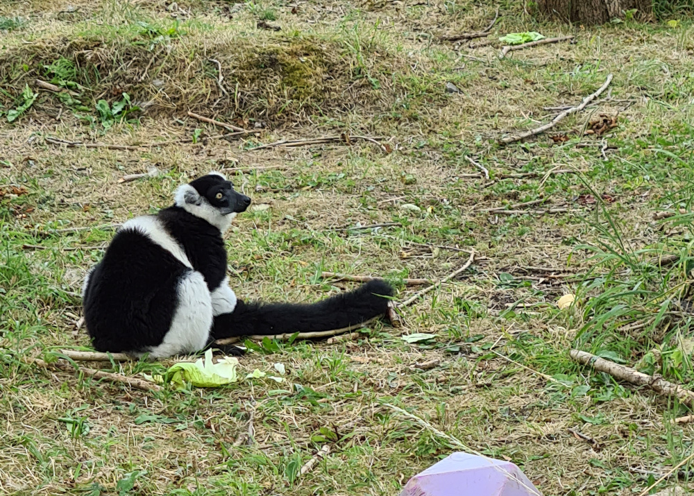 A lemur with a suggestive tail